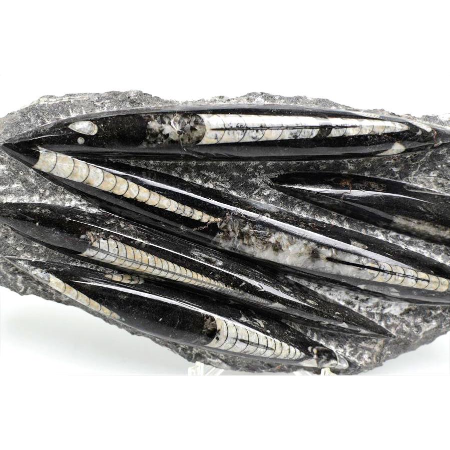 オルソセラス 直角貝 化石 プレート（約1754g）スタンド付き モロッコ