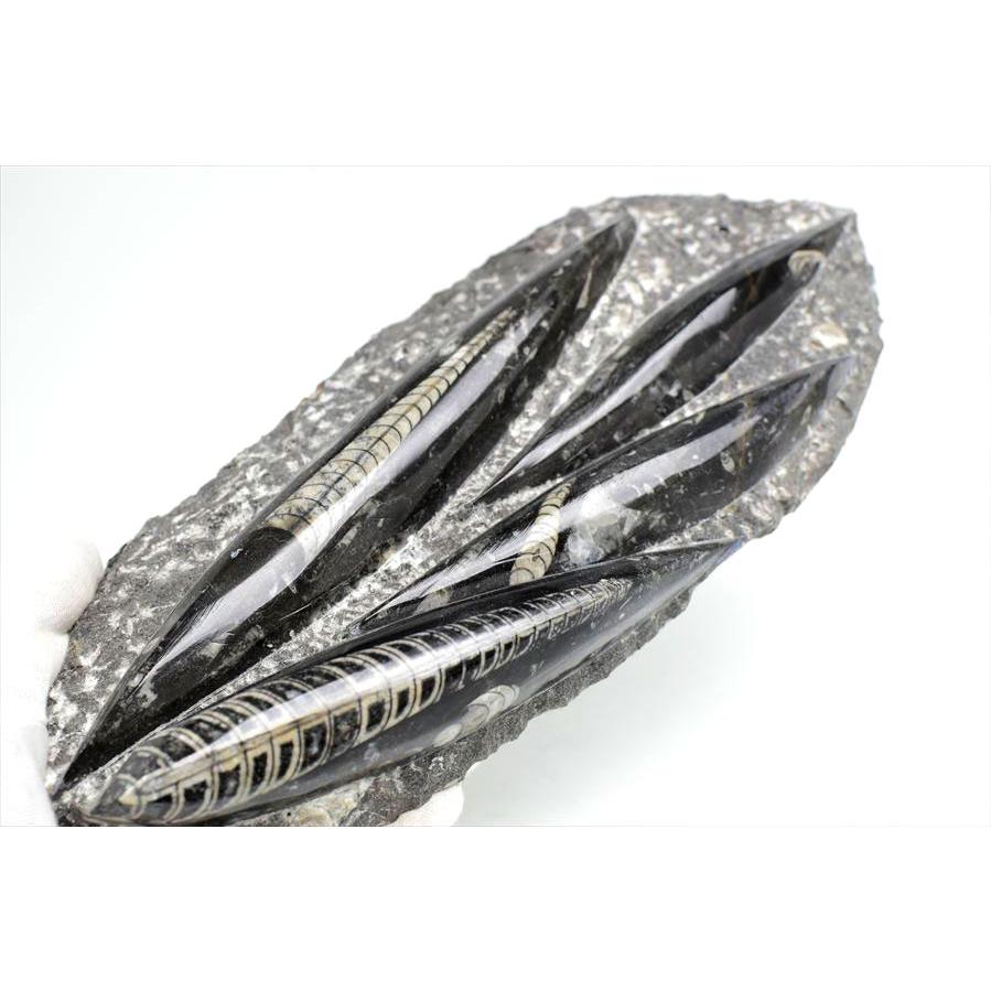 直角貝　化石　モロッコ産　標本 楽天市場】オルソセラス 直角貝 化石【モロッコ産】【約163.7g