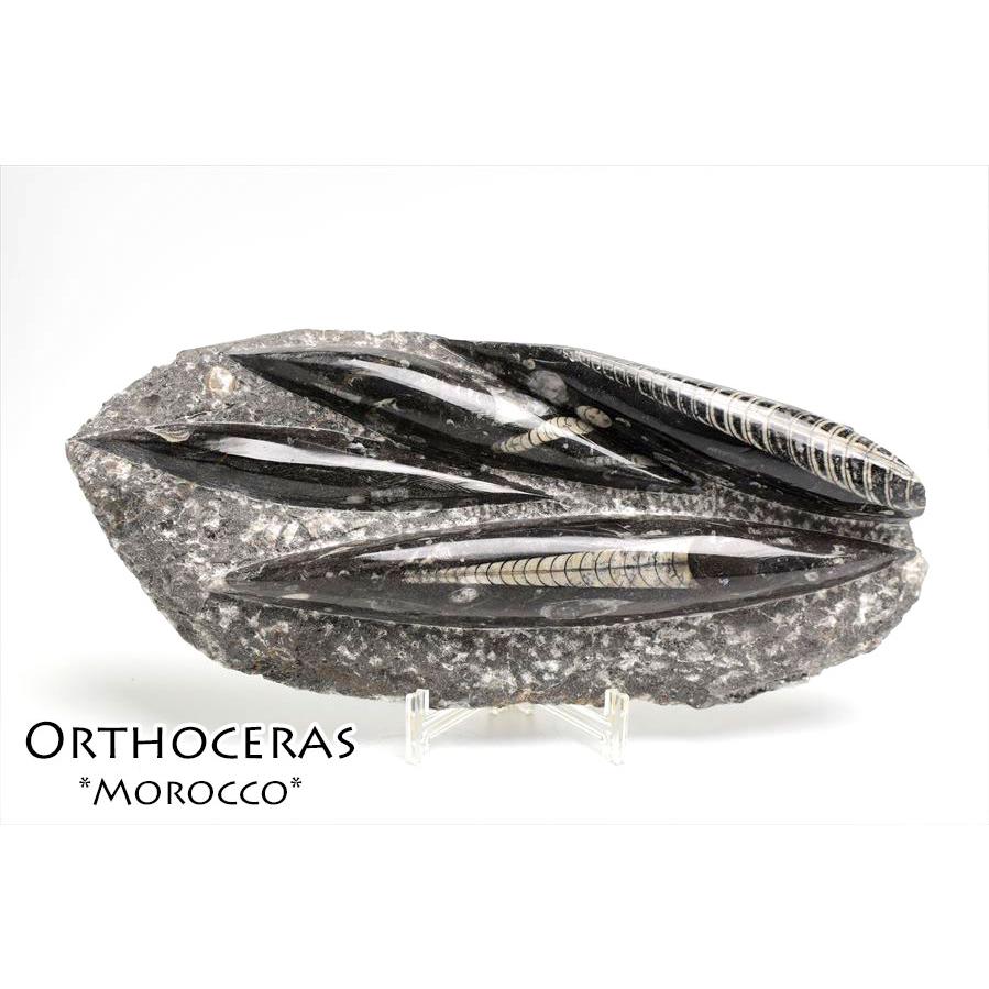 直角貝　化石　モロッコ産　標本 直角貝 化石 モロッコ産 標本 直角貝化石モロッコ産標本