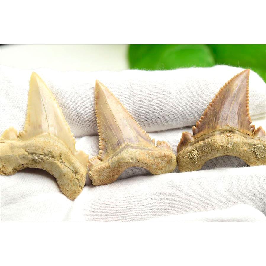 火*神様 ホホジロザメ（Carcharodon carcharias）の歯 46 火*神様 ホホジロザメ（Carcharodon carcharias）の歯 46