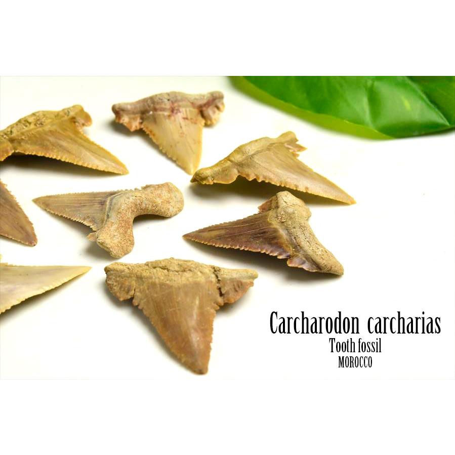 ホホジロザメ 歯 化石 原石 種類お任せ (約8g~約10g) 単品販売