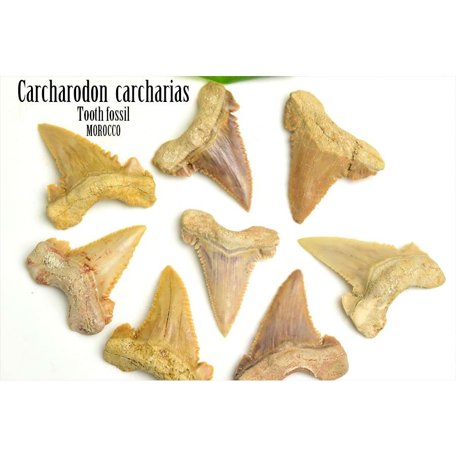 ホホジロザメ 歯 化石 原石 種類お任せ (約8g~約10g) 単品販売