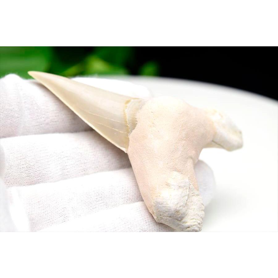 サメの歯 化石 (約42g) 原石 Otodus obliquus tooth オトドゥス