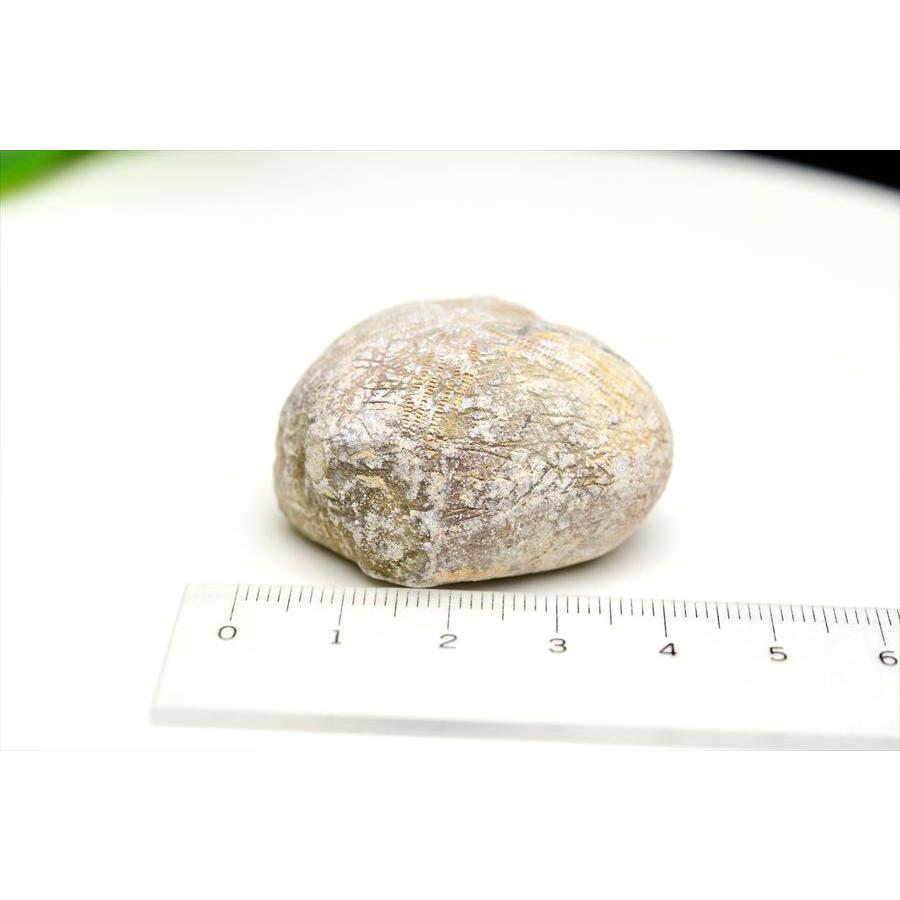 ウニ化石　ブンブク　30mm　極美麗　MAXIMUM　希少な標本 ウニ 化石 (約46.7g) 原石Micraster ミクラスター ブンブク目 モロッコ
