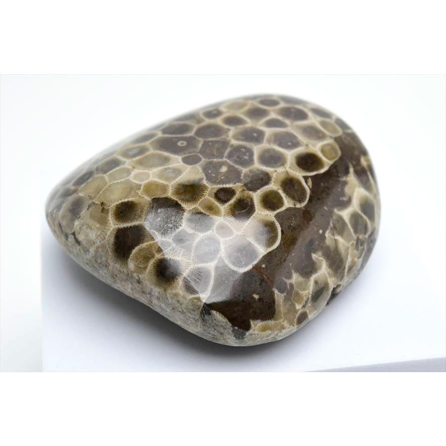 ペトスキーストーン フォッシルコーラル タンブル (約378g) 現物画像 アメリカ ミシガン州産 ペトスキー 珊瑚の化石 握り石 オバマ ポリッシュ 裸石 天然石｜up-stone｜02
