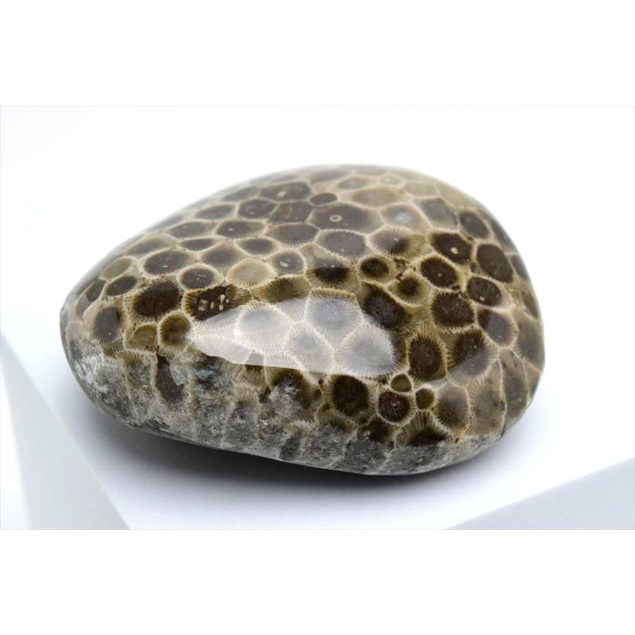 ペトスキーストーン フォッシルコーラル タンブル (約378g) 現物画像 アメリカ ミシガン州産 ペトスキー 珊瑚の化石 握り石 オバマ ポリッシュ 裸石 天然石｜up-stone｜07
