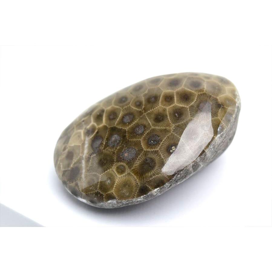 ペトスキーストーン フォッシルコーラル タンブル (約299g) 現物画像 アメリカ ミシガン州産 ペトスキー 珊瑚の化石 握り石 オバマ ポリッシュ 裸石 天然石｜up-stone｜02