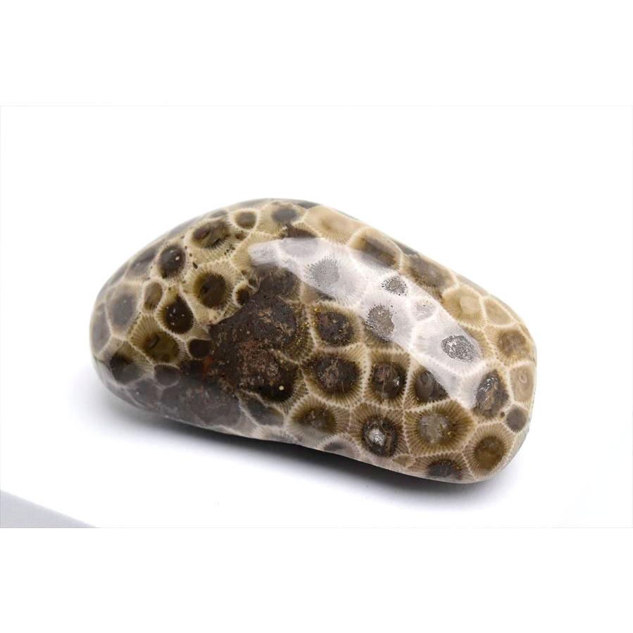 ペトスキーストーン フォッシルコーラル タンブル (約205g) 現物画像 アメリカ ミシガン州産 ペトスキー 珊瑚の化石 握り石 オバマ ポリッシュ 裸石 天然石｜up-stone｜03