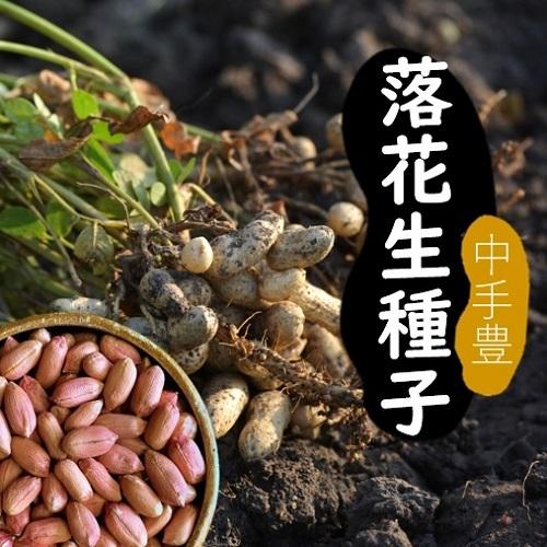 落花生 種子 種 ナカテユタカ 中手豊 500g I001 浦川豆店 通販 Yahoo ショッピング