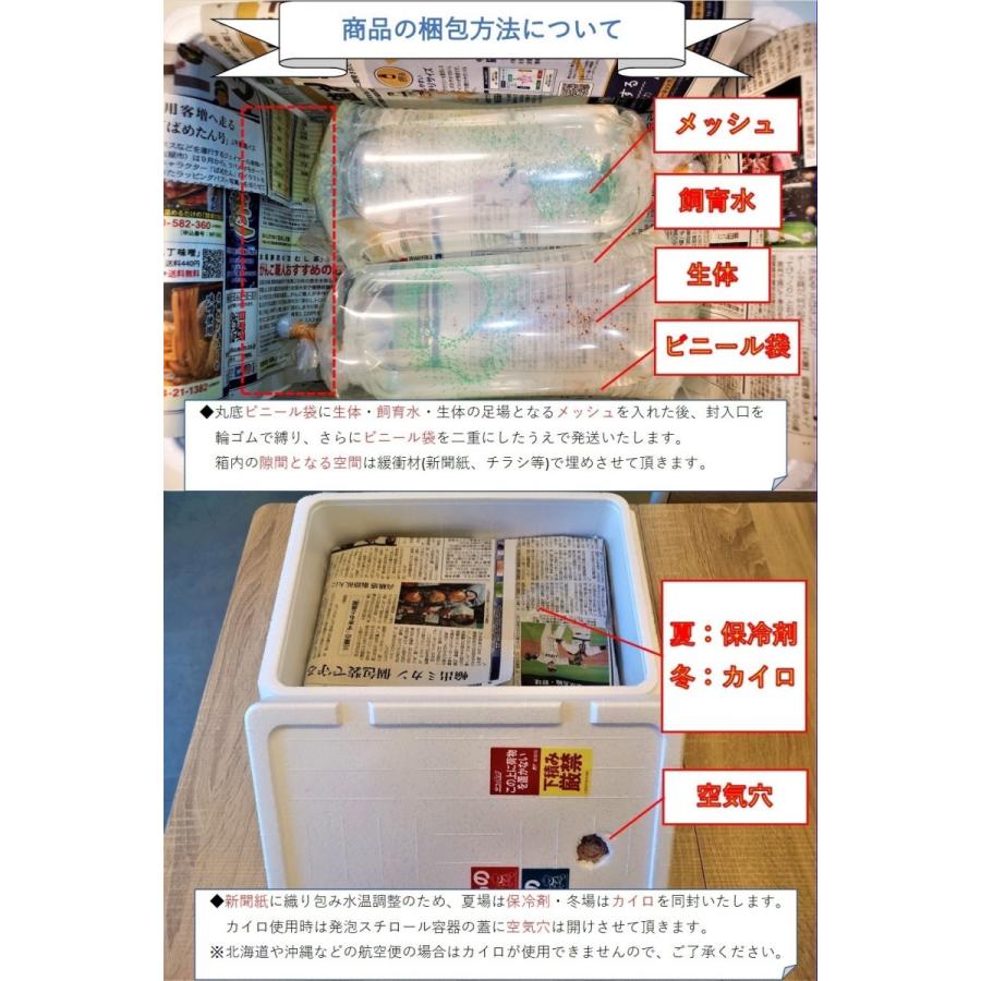 ブラックファンシータイガーシュリンプ 7匹 ハイグレード選別落 台湾花虎 フラワータイガー 送料無料 花虎 期間限定特価品 エビ