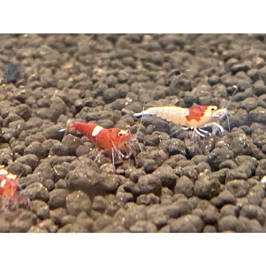 宅配 初めての方へお勧め 送料無料 綺麗な個体の水槽 ワンランク上のグレード 各１５匹 ターコイズシャドーシュリンプ レッドシャドーシュリンプ 観賞魚生体 Aliuminium Lt