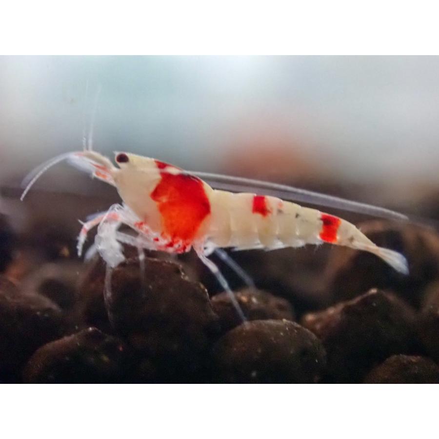 レッドビーシュリンプ 7匹 日の丸 モスラ バンド Mix えび 送料無料 Anlapus Com