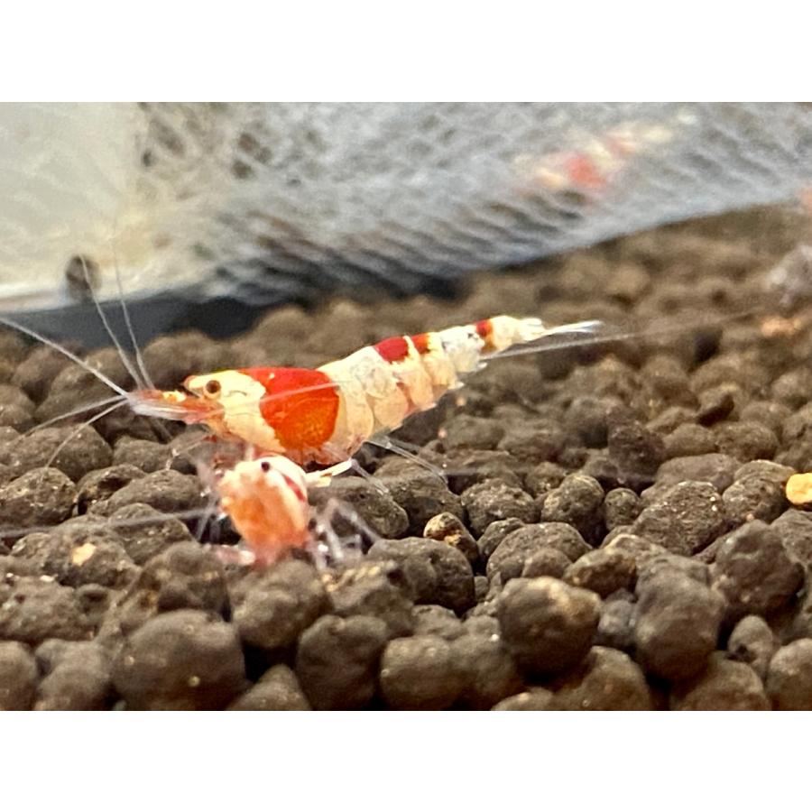 何でも揃う エビ レッドビーシュリンプ 5匹 日の丸 モスラ 送料無料 Mix バンド えび