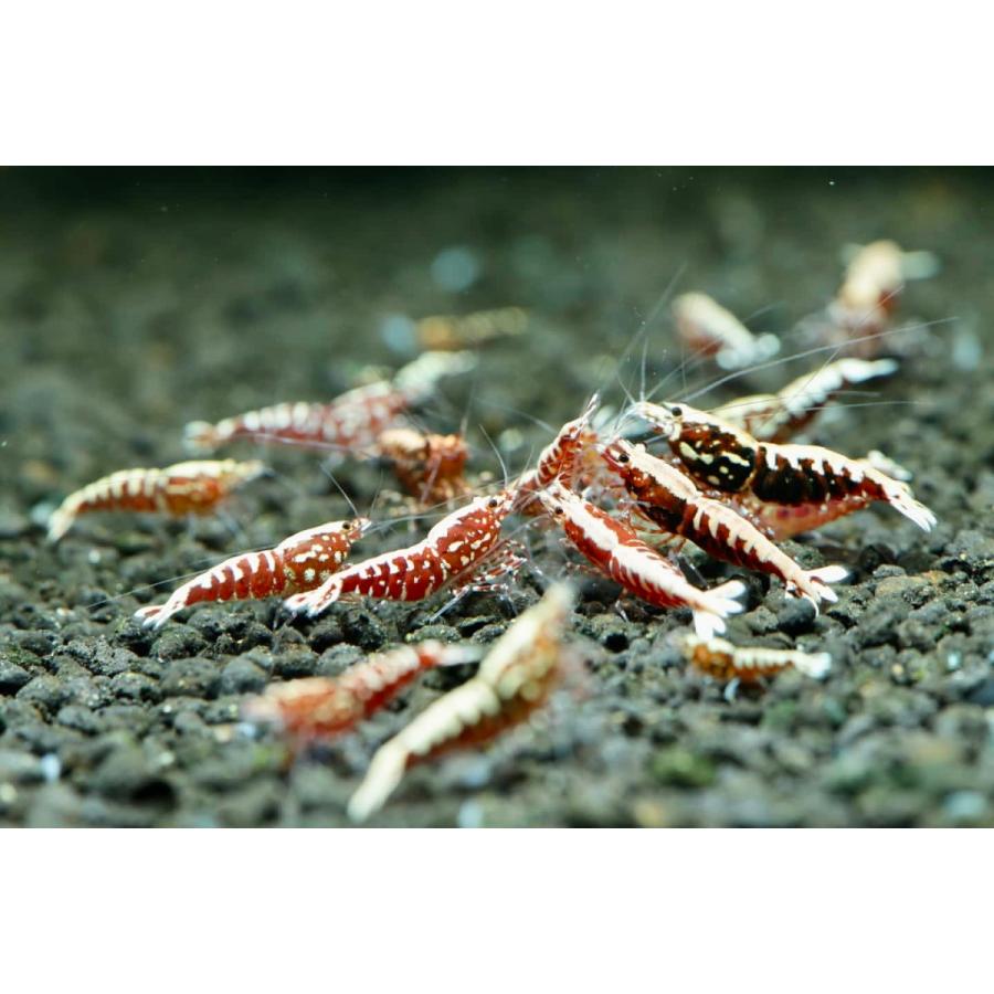 期間限定価格 ギャラクシーフィッシュボーン水槽よりレッドピントシュリンプ 50匹 エビ ハイグレード 選別落ランダム 送料無料 別注 Kitchenlove Com Mx