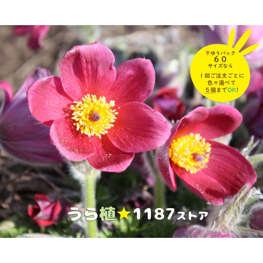 山野草・宿根草】西洋翁草・赤花（セイヨウオキナグサ・アカバナ