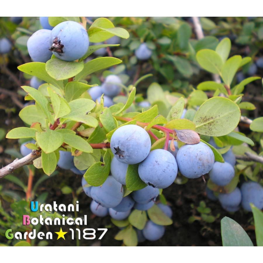 【低木・高山植物・山野草】浅間産・黒豆の木（アサマサン・クロマメノキ） : うら植1187ストア - 通販 - Yahoo!ショッピング