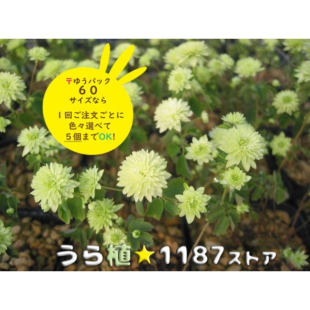 山野草・宿根草】梅花唐松・緑花八重咲き : うら植1187ストア - 通販