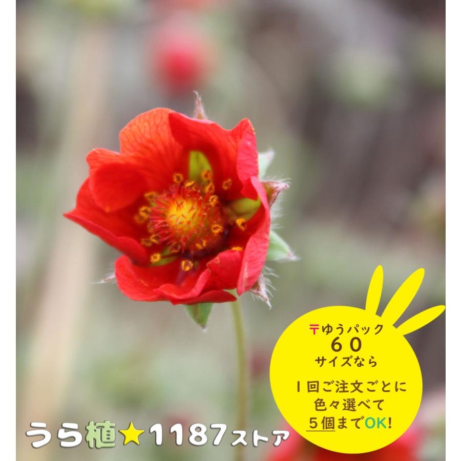 山野草 宿根草 紅花金梅 ベニバナキンバイ Benibana Kin うら植1187ストア 通販 Yahoo ショッピング