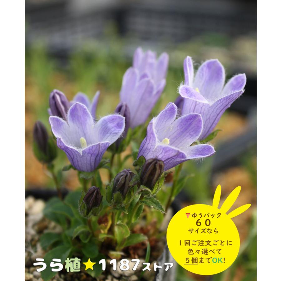 山野草・宿根草】千鳥桔梗（チシマ・キキョウ） : うら植1187ストア