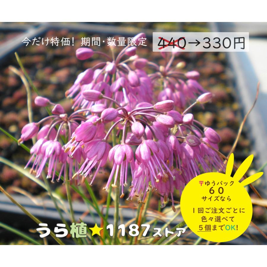 山野草・宿根草】千島辣韭（チシマ・ラッキョウ） : うら植1187ストア