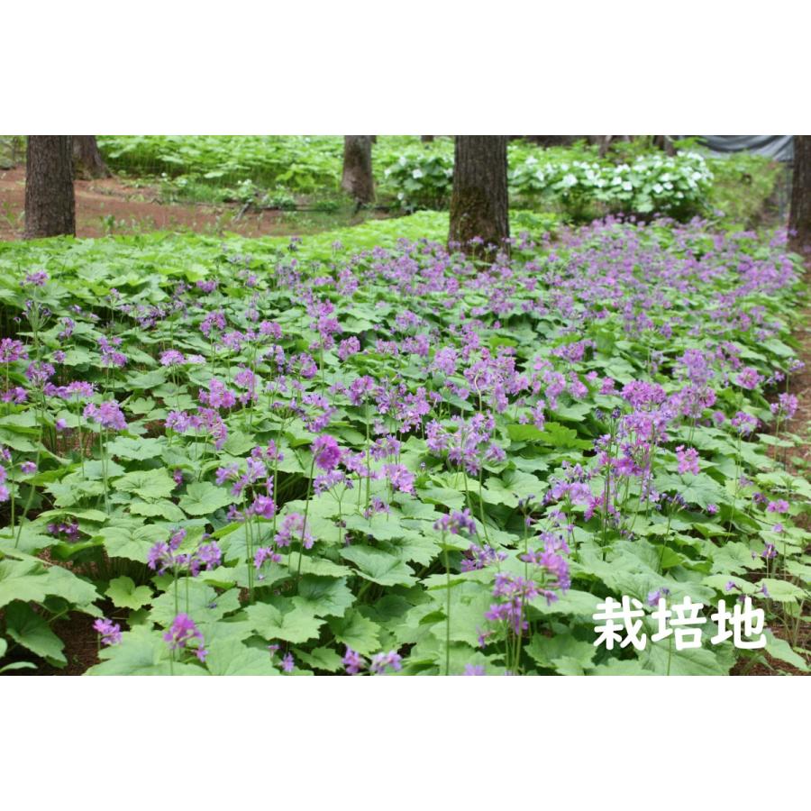 山野草 宿根草 蝦夷大桜草 エゾ オオサクラソウ Ezooosakura うら植1187ストア 通販 Yahoo ショッピング