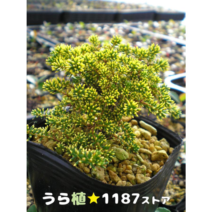 低木・斑入り・高山植物・山野草】】斑入り岩高蘭（フイリ