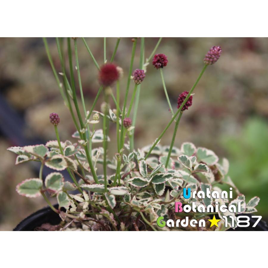 まいこさま吾亦紅(ワレモコウ)色のピアス　14kgf 斑入り・山野草・宿根草】斑入り姫吾亦紅（フイリ・ヒメ/ワレモコウ