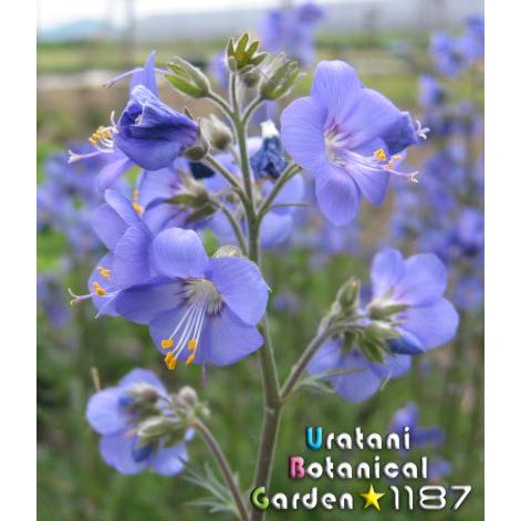 山野草 宿根草 日高花忍 ヒダカ ハナシノブ Hanasinobu うら植1187ストア 通販 Yahoo ショッピング