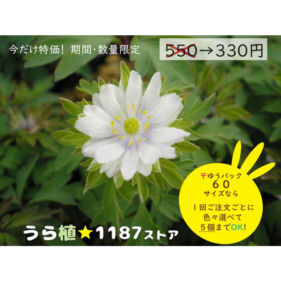 山野草 宿根草 春起こし ハルオコシ Haruokosi うら植1187ストア 通販 Yahoo ショッピング