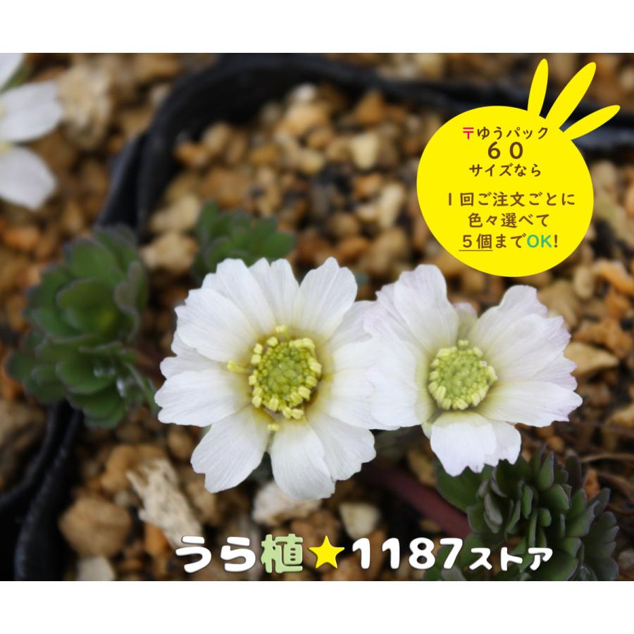 高山植物・山野草】日高草（ヒダカソウ） : うら植1187ストア - 通販