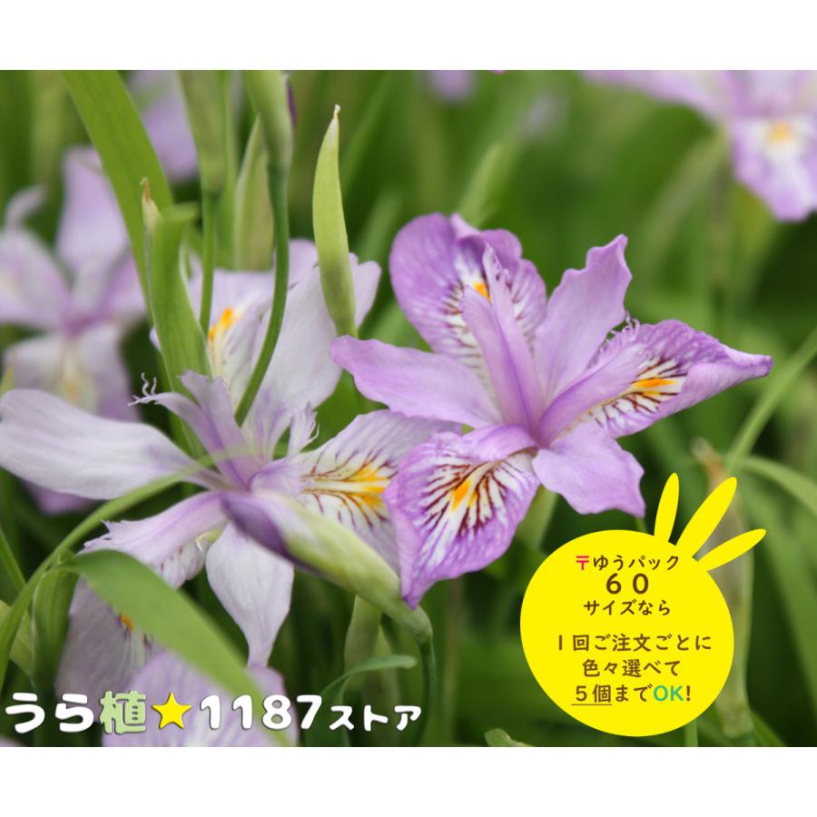 山野草 宿根草 姫著我 ヒメシャガ Himesyaga うら植1187ストア 通販 Yahoo ショッピング