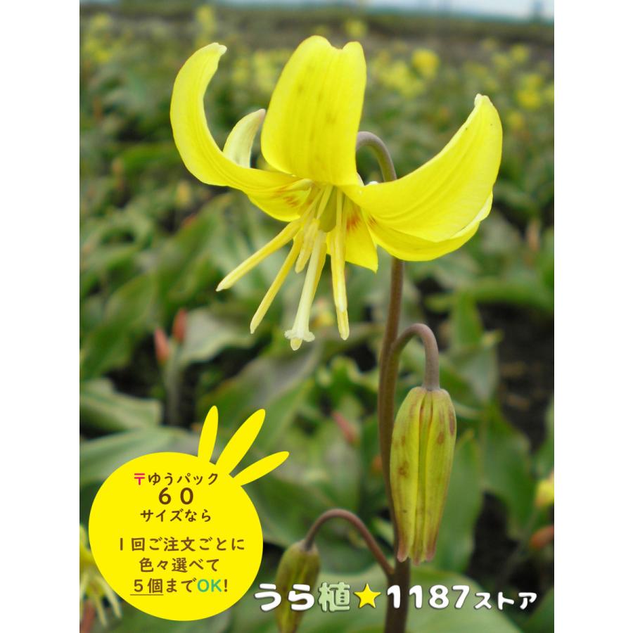 カタクリの花(花の苗)の商品一覧|苗 | 花、ガーデニング 通販 カタクリの花(花の苗)の商品一覧|苗 | 花、ガーデニング 通販