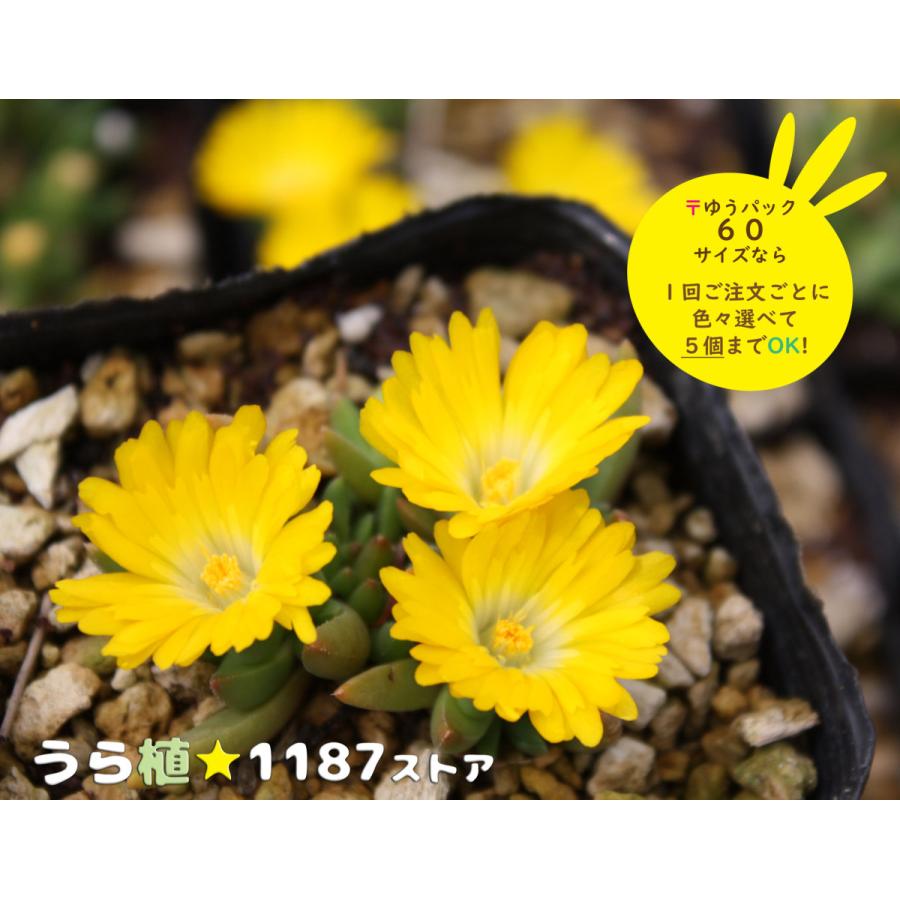 山野草・多肉・宿根草】黄花・松葉草（キバナ・マツバソウ