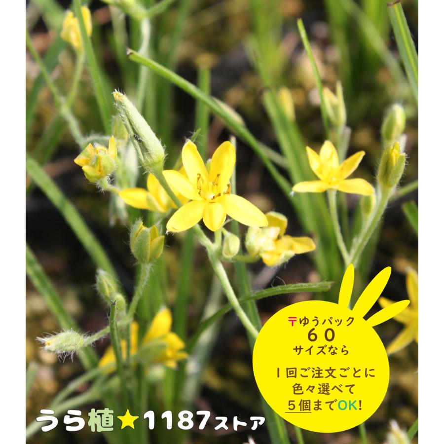 山野草 宿根草 黄花アッツザクラ Kiiatutu うら植1187ストア 通販 Yahoo ショッピング