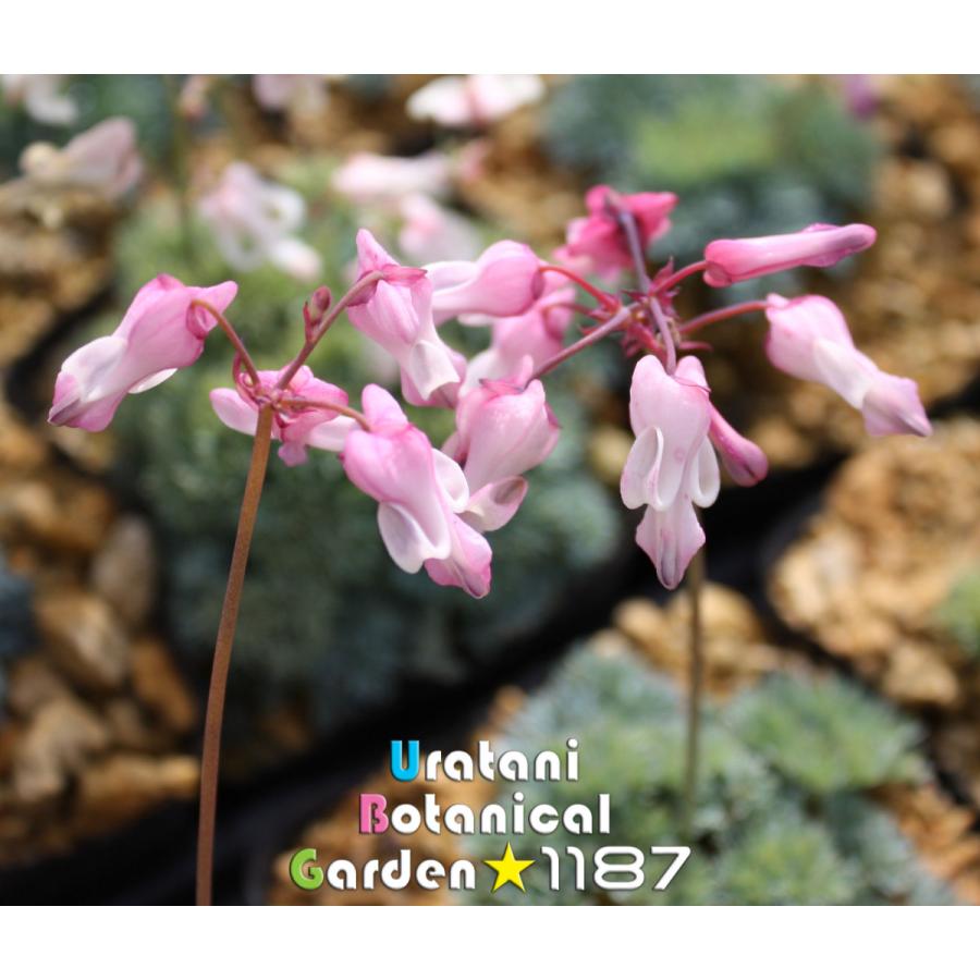 高山植物・山野草】駒草（コマクサ） : うら植1187ストア - 通販