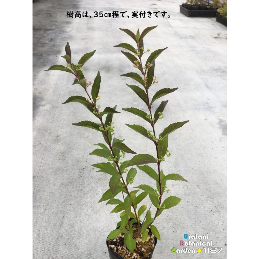 紫式部 小紫式部（コムラサキ・シキブ）【低木・高山植物・山野草