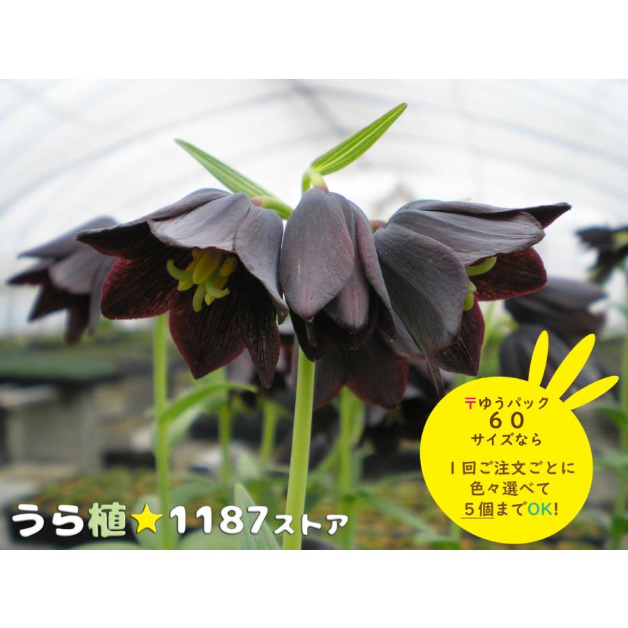 山野草 球根 宿根草 黒百合 クロユリ Kuroyuri うら植1187ストア 通販 Yahoo ショッピング