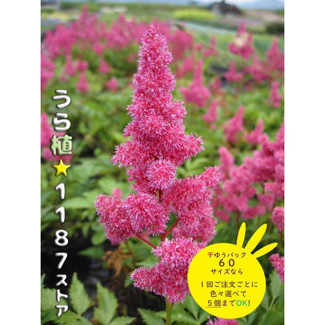 も*ん様 山野草・ホザキラン(希少種！ホザキラン) 山野草・宿根草】桃色穂咲き升麻（モモイロ・ホザキ/ショウマ） : うら