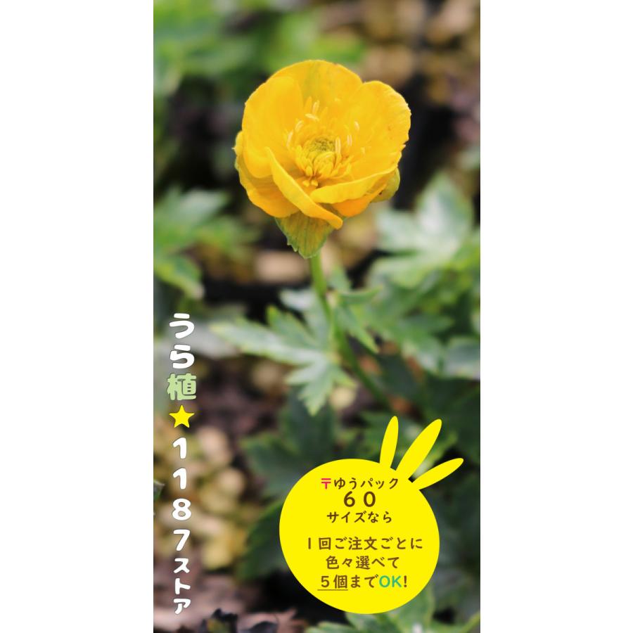 山野草 宿根草 礼文金梅 レブン キンバイ Rebun Kinbai うら植1187ストア 通販 Yahoo ショッピング