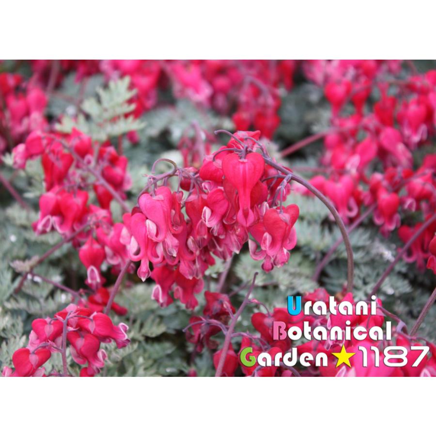 高山植物・山野草】四季咲き駒草（シキザキ・コマクサ） : うら植1187