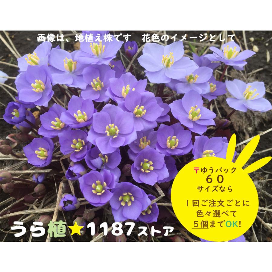 山野草 宿根草 竜田草 タツタソウ Tatuta うら植1187ストア 通販 Yahoo ショッピング