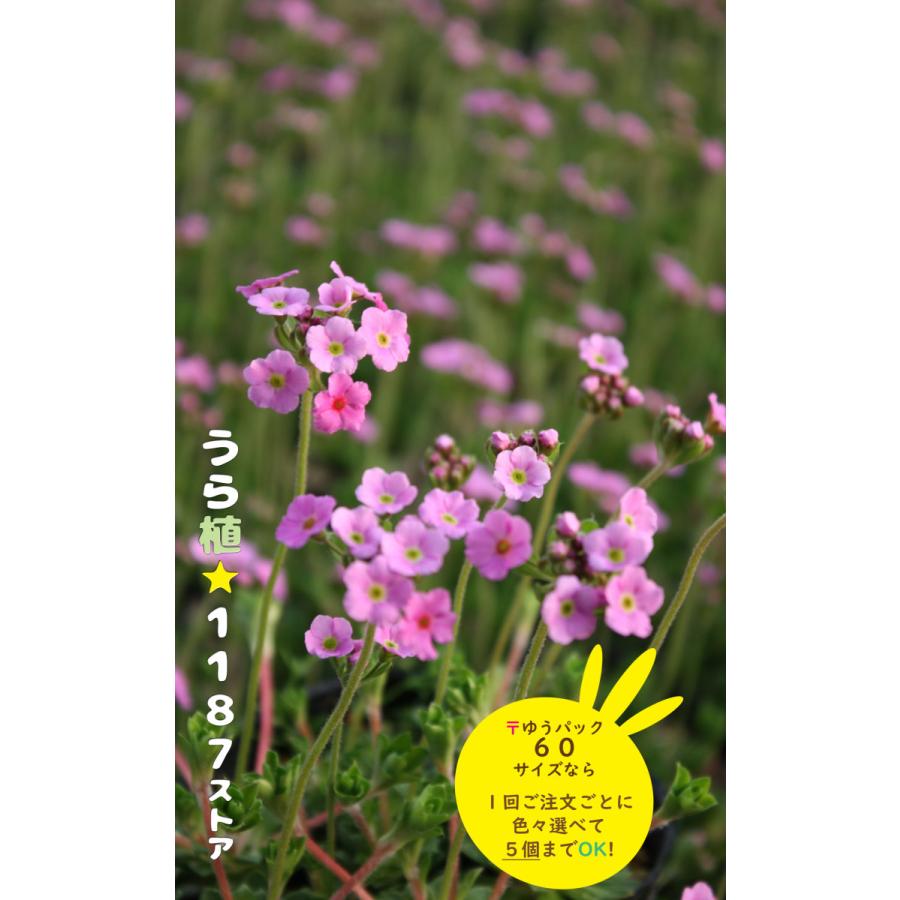 山野草・宿根草】常盤花形（トキワ・ハナガタ） : うら植1187ストア
