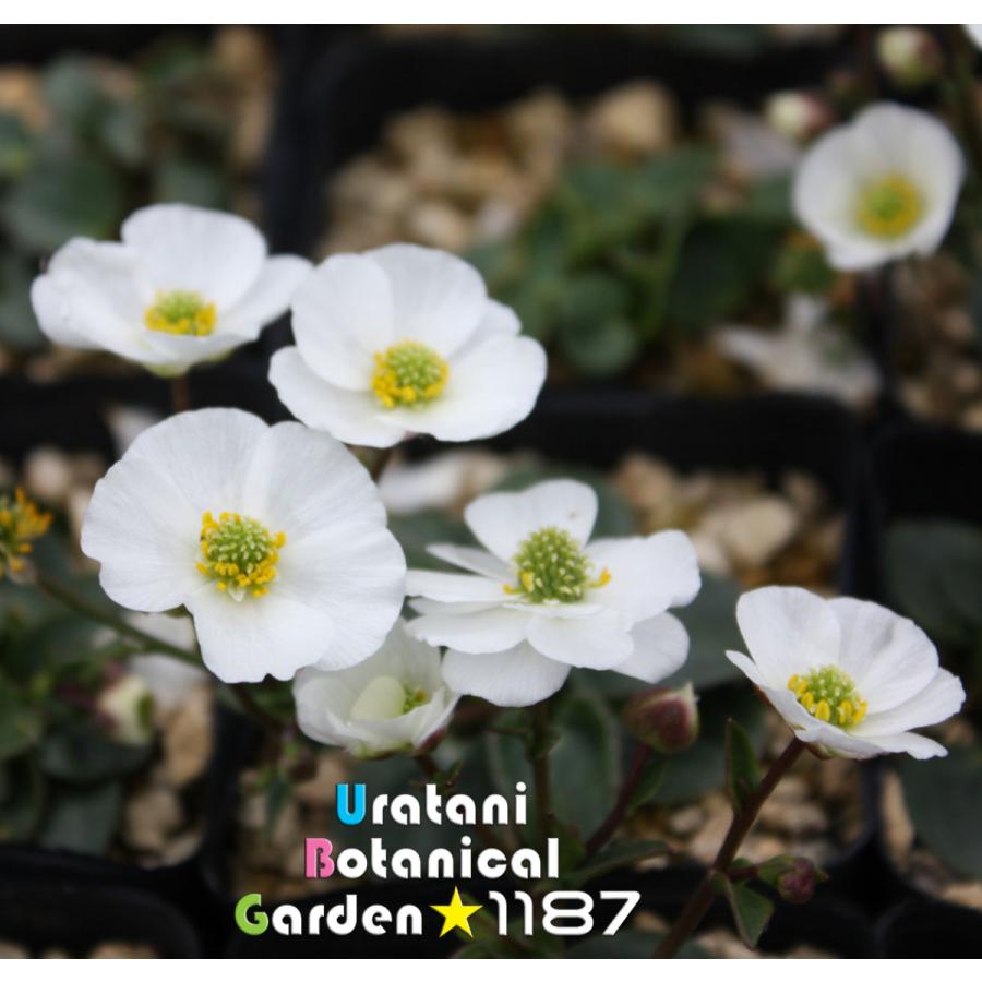 kinpouge 山野草・宿根草】梅鉢金鳳花（ウメバチ・キンポウゲ） : umebachi-kinpouge : うら植1187ストア - 通販 -  Yahoo!ショッピング