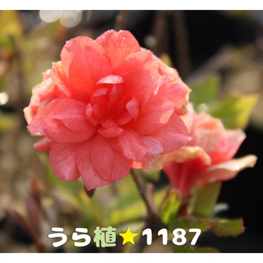 ヤマツツジ/紫花【現品発送】管理80208 低木・高山植物・山野草】八重咲・山躑躅（ヤエザキ・ヤマツツジ
