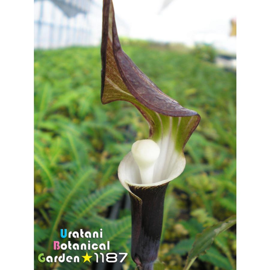 山野草 球根 宿根草 雪餅草 ユキモチソウ Yukimochisou うら植1187ストア 通販 Yahoo ショッピング