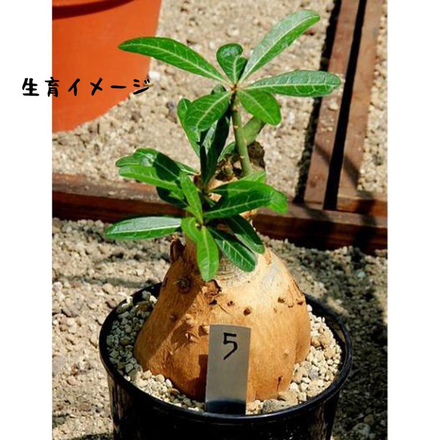 クーポン発行 現品 アデニューム ソマリエンセ １２号 30ｃｍ球体 産直 希少 大人気 Gunshooter Com