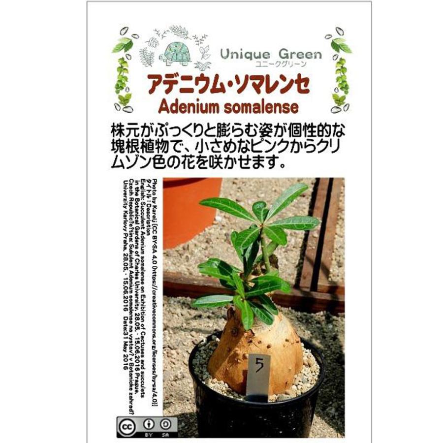 クーポン発行 現品 アデニューム ソマリエンセ １２号 30ｃｍ球体 産直 希少 大人気 Gunshooter Com