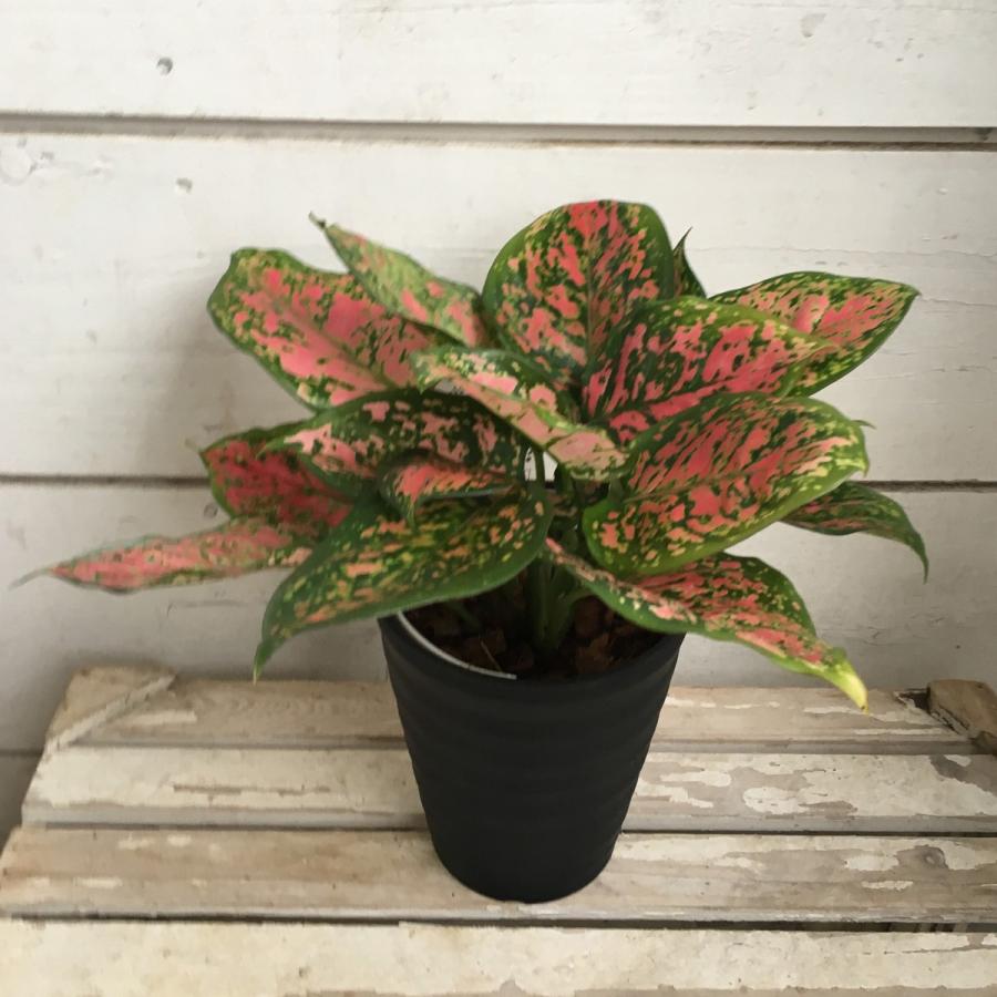 アグラオネマ アンニャマニーレッド Aglaonema Cv Anyamanee Red 4号鉢 Ki Aglaonema 009 Urban Jungle アーバンジャングル 通販 Yahoo ショッピング