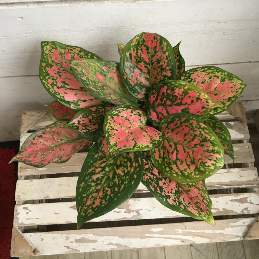 アグラオネマ アンニャマニーレッド Aglaonema Cv Anyamanee Red 4号鉢 Ki Aglaonema 009 Urban Jungle アーバンジャングル 通販 Yahoo ショッピング