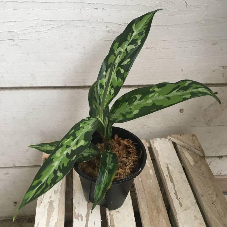 アグラオネマ・ピクタム トリカラー 'エウレカ' Aglaonema pictum tricolor ’Eureka’  :ki-aglaonema-012:Urban Jungle-アーバンジャングル - 通販 - Yahoo!ショッピング